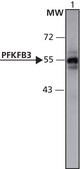 Anti-PFKFB3 (472-484) antibody produced in rabbit IgG fraction of antiserum, buffered aqueous solution