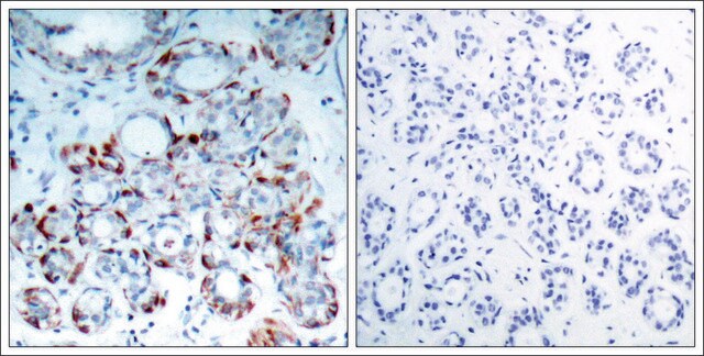 Anti-phospho-BCL2L11 (pSer69) antibody produced in rabbit affinity isolated antibody