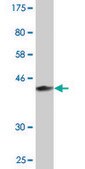 Monoclonal Anti-MAGEB6 antibody produced in mouse clone 2C11, purified immunoglobulin, buffered aqueous solution