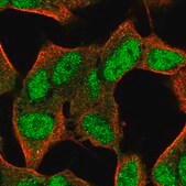 Anti-FAM124A antibody produced in rabbit Prestige Antibodies&#174; Powered by Atlas Antibodies, affinity isolated antibody, buffered aqueous glycerol solution