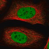 Anti-RSC1A1 antibody produced in rabbit Prestige Antibodies&#174; Powered by Atlas Antibodies, affinity isolated antibody, buffered aqueous glycerol solution, ab1