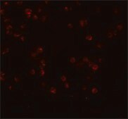 Anti-APC13 antibody produced in rabbit affinity isolated antibody, buffered aqueous solution