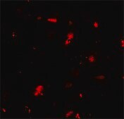 Anti-GRK6 antibody produced in rabbit affinity isolated antibody