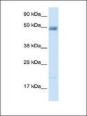 Anti-ACCN3 antibody produced in rabbit IgG fraction of antiserum