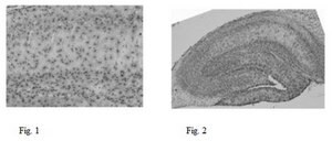 Anti-Pan-QKI Antibody, clone N147/6 clone N147/6, from mouse