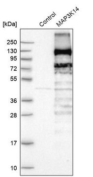 Anti-MAP3K14 antibody produced in rabbit Prestige Antibodies&#174; Powered by Atlas Antibodies, affinity isolated antibody, buffered aqueous glycerol solution, ab1