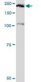 Monoclonal Anti-PLXNA2 antibody produced in mouse clone 2G5, purified immunoglobulin, buffered aqueous solution