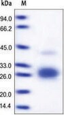 Fas Ligand/FasL human recombinant, expressed in HEK 293 cells, &#8805;95% (SDS-PAGE)
