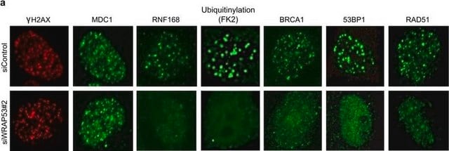Anti-RNF168 Antibody from rabbit, purified by affinity chromatography