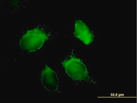 Anti-HNRPD antibody produced in mouse purified immunoglobulin, buffered aqueous solution