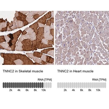 Anti-TNNC2 antibody produced in rabbit Prestige Antibodies&#174; Powered by Atlas Antibodies, affinity isolated antibody, buffered aqueous glycerol solution