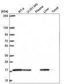 Anti-TMEM230 antibody produced in rabbit Prestige Antibodies® Powered by Atlas Antibodies, affinity isolated antibody