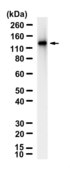 Anti-PIK3C3 Antibody, clone 1B9 ZooMAb® Rabbit Monoclonal recombinant, expressed in HEK 293 cells