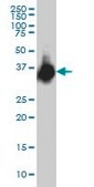 Monoclonal Anti-ELAVL4 antibody produced in mouse clone 6B9, purified immunoglobulin, buffered aqueous solution