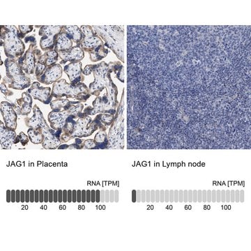Anti-JAG1 antibody produced in rabbit Prestige Antibodies&#174; Powered by Atlas Antibodies, affinity isolated antibody, buffered aqueous glycerol solution