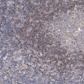 ANTI-SRRD antibody produced in rabbit Prestige Antibodies&#174; Powered by Atlas Antibodies, affinity isolated antibody, buffered aqueous glycerol solution