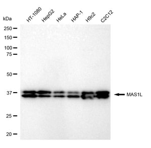 Anti MAS1L Antibody, clone 24GB140, Rabbit Monoclonal clone 24GB140, recombinant rabbit monoclonal, expressed in HEK293 cells