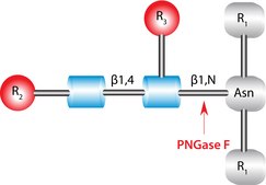 PNGase F from Elizabethkingia meningoseptica recombinant, expressed in E. coli, set of 100 units nanomolar unit