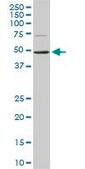 Monoclonal Anti-ASB10 antibody produced in mouse clone 1F3, purified immunoglobulin, buffered aqueous solution