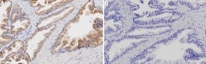 Anti-EBAG9 Antibody, clone 1N15 ZooMAb&#174; Rabbit Monoclonal recombinant, expressed in HEK 293 cells
