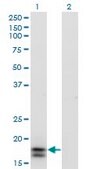 Monoclonal Anti-IFNA2, (C-terminal) antibody produced in mouse purified immunoglobulin, buffered aqueous solution