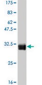 Monoclonal Anti-TAF11, (C-terminal) antibody produced in mouse clone 3D3, purified immunoglobulin, buffered aqueous solution