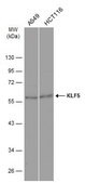 Anti-KLF5 antibody produced in rabbit