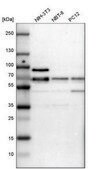 ANTI-CDK19 antibody produced in rabbit Prestige Antibodies® Powered by Atlas Antibodies, affinity isolated antibody, buffered aqueous glycerol solution