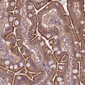 Anti-QRFP antibody produced in rabbit Prestige Antibodies&#174; Powered by Atlas Antibodies, affinity isolated antibody, buffered aqueous glycerol solution