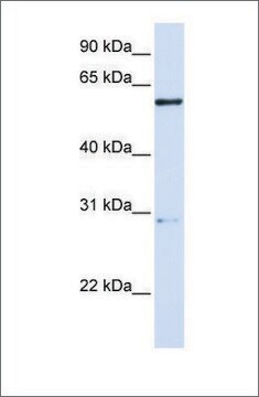 Anti-MANEA antibody produced in rabbit affinity isolated antibody