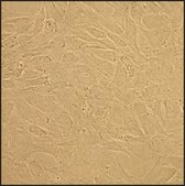 Feline Chondrocytes: FC (Cryovial)