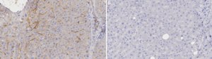 Anti-Tensin-1 Antibody, clone 2C14 ZooMAb® Rabbit Monoclonal recombinant, expressed in HEK 293 cells