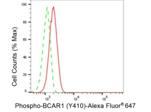 KD-Validated Anti-phospho-BCAR1(Tyr410) Antibody, clone 23GB3870, Rabbit Monoclonal clone 23GB3870, recombinant rabbit monoclonal, expressed in HEK293 cells