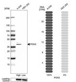 Anti-PON3 antibody produced in rabbit Prestige Antibodies&#174; Powered by Atlas Antibodies, affinity isolated antibody, buffered aqueous glycerol solution