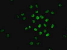 Anti-phospho-NFE2L2 (S40) antibody, clone 2E6, Rabbit Monoclonal recombinant, expressed in HEK293F cells