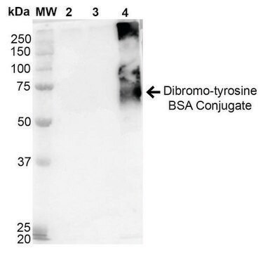 Monoclonal Anti-Dibromo-tyrosine-Allophycocyanin antibody produced in mouse clone 9F12