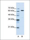 Anti-NXF1 antibody produced in rabbit IgG fraction of antiserum