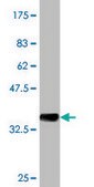 Monoclonal Anti-PTK7 antibody produced in mouse clone 4C6, purified immunoglobulin, buffered aqueous solution