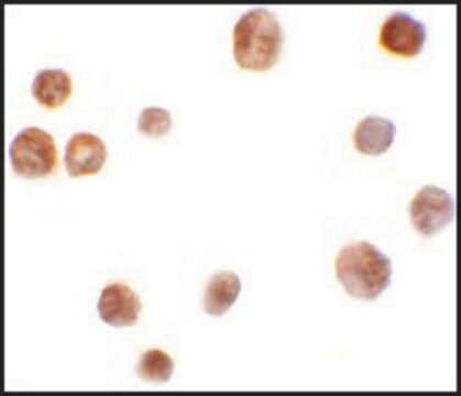 Anti-TRMT12 antibody produced in rabbit affinity isolated antibody