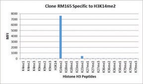 Anti-Dimethyl Histone H3 (Lys14) antibody, Rabbit monoclonal recombinant, expressed in HEK 293 cells, clone RM165, purified immunoglobulin