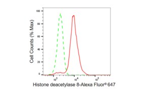 Anti Histone deacetylase 8 Antibody, clone 23GB6180, Rabbit Monoclonal clone 23GB6180, recombinant rabbit monoclonal, expressed in HEK293 cells