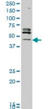 Monoclonal Anti-STK32C antibody produced in mouse clone 3E8, purified immunoglobulin, buffered aqueous solution