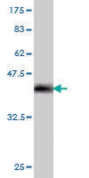 Monoclonal Anti-TWIST1 antibody produced in mouse clone 3E11, purified immunoglobulin, buffered aqueous solution