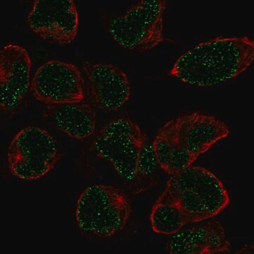 Anti-Nkx2-6 Antibody Produced In Rabbit Prestige Antibodies&#174; Powered by Atlas Antibodies, affinity isolated antibody, buffered aqueous glycerol solution