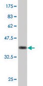 ANTI-SRF antibody produced in mouse clone 1E1, purified immunoglobulin, buffered aqueous solution