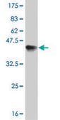 ANTI-ERN1 antibody produced in mouse clone 4E1, purified immunoglobulin, buffered aqueous solution