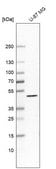 Anti-MAP2K1 antibody produced in rabbit Prestige Antibodies&#174; Powered by Atlas Antibodies, affinity isolated antibody, buffered aqueous glycerol solution