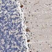 Anti-FICD antibody produced in rabbit Prestige Antibodies&#174; Powered by Atlas Antibodies, affinity isolated antibody, buffered aqueous glycerol solution