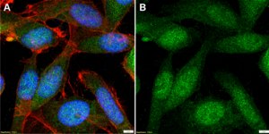 Anti-PGK1 Antibody, clone 2B12 ZooMAb® Rabbit Monoclonal recombinant, expressed in HEK 293 cells