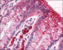 Anti-BCAS1 / NABC1 antibody produced in rabbit affinity isolated antibody